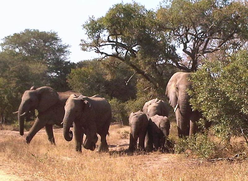 IMG00035-20100606-1333.jpg - V tu se ale sloni dali do pohybu. Tak jsme zprvu jen zastavili.