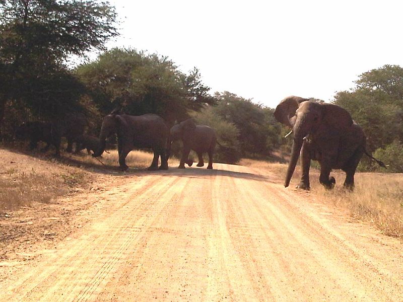 IMG00036-20100606-1333.jpg - A zde vidíte, jak jsme rychle zacouvali, když si nás všimla matka a vyrazila na nás, aby ochránila mladé.