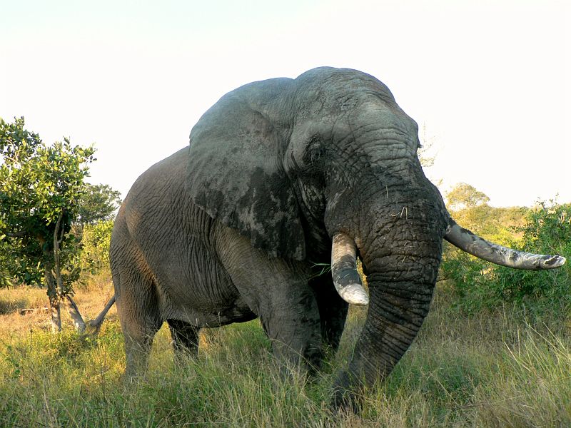 Slon_plocha.JPG - Již tento slon vypadá hodně strašidelně a to upozorňuji, že nebyl zdaleka nejhrůzostrašnější. Navíc jsme si přečetli, že sloni samotáři často útočí na auta, hlavně pak ty, co jsou 2x menší než oni. Fotka byla pořízena bez zoomu, tedy slon byl od mého okýnka vzdálen tak metr. Kroci u něj zastavil a čekal, až pořídím nějakou dobrou fotografii. Když už mi téměř kel "drbal" rameno, musel jsem poněkud důrazněji Krociho požádat, abychom už jeli. Trenýrky jsem si převlékl až po pětistech metrech.